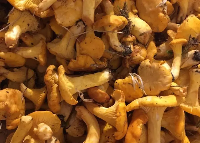 Berggasthof Scharfetter بيت ريفي هاوس إم إنيستال